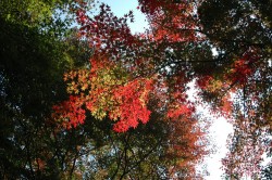 中間平緑地公園の紅葉